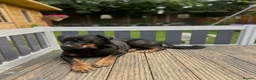 Rottweiler dogs for sale: LUNA🤍ROTTWEILER GIRL 5⭐️HOME - Advert 5