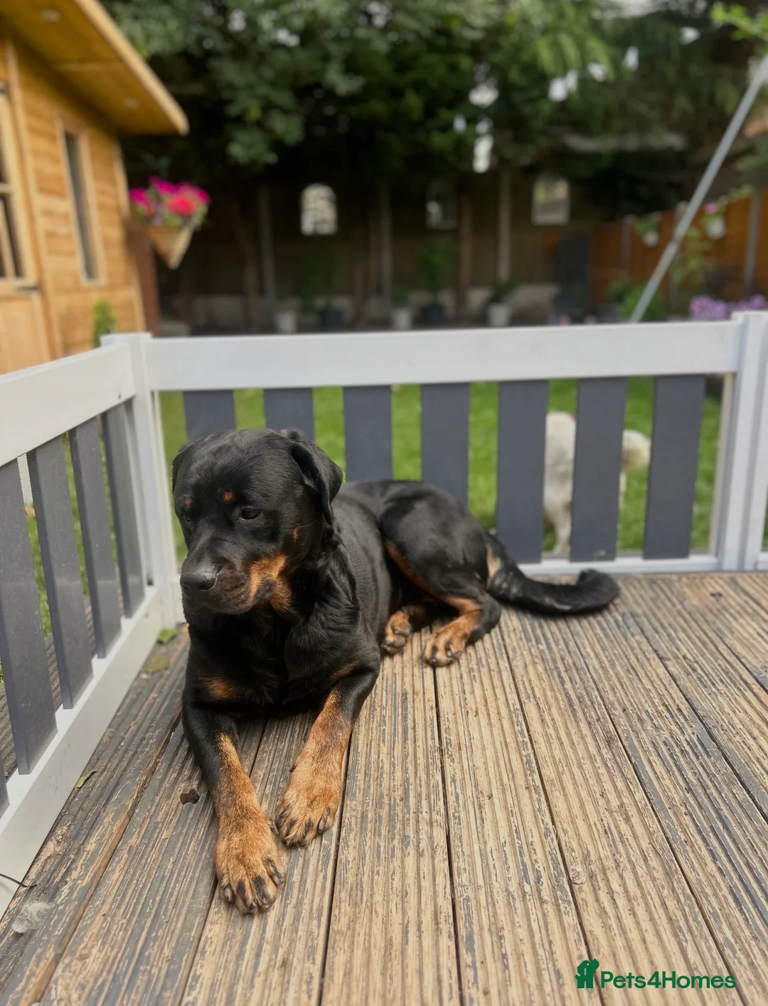 Rottweiler dogs for sale: LUNA🤍ROTTWEILER GIRL 5⭐️HOME - Advert 5