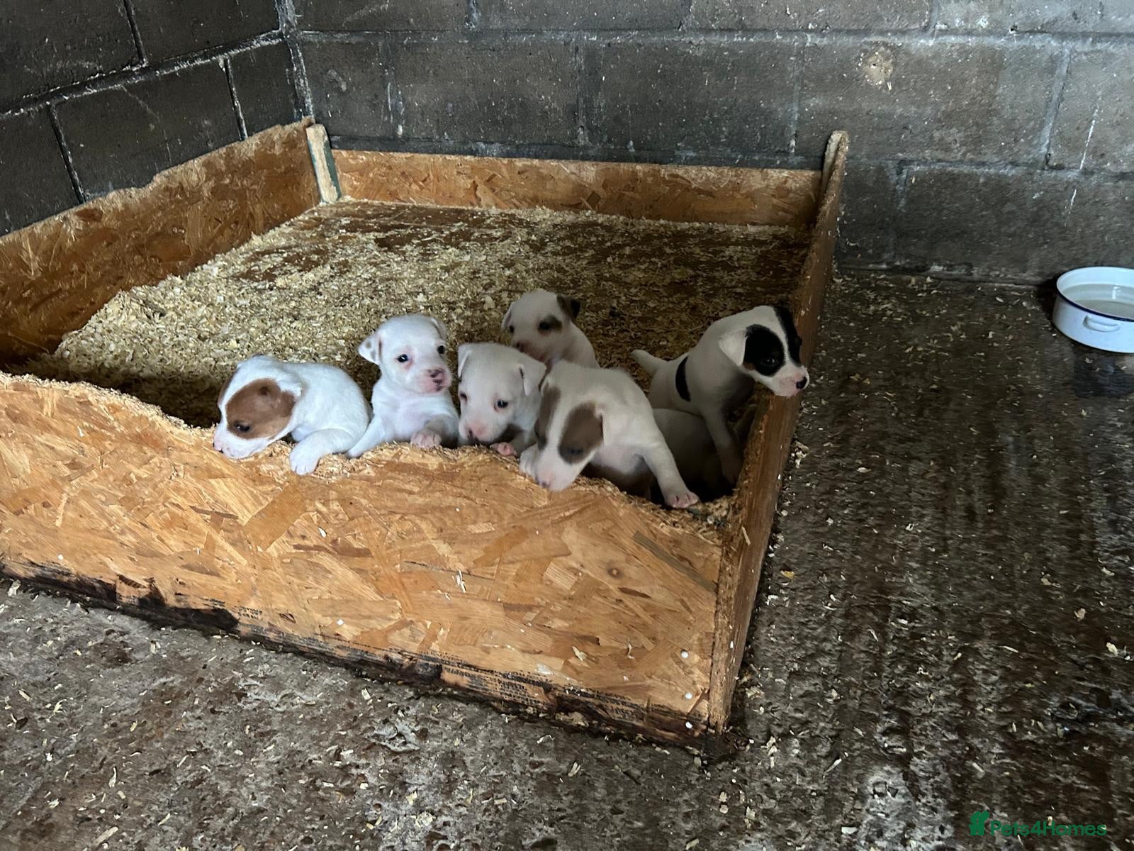 Jack Russell dogs Parson jack russles 5 boys left  - Advert 2