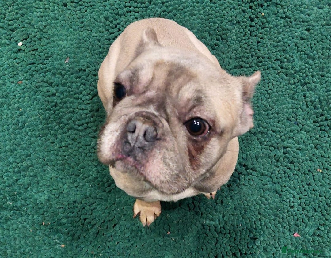 French Bulldog dogs for sale: Adult female fawn french bulldog for sale - Image 1