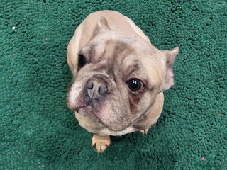 French Bulldog dogs - Advert 26