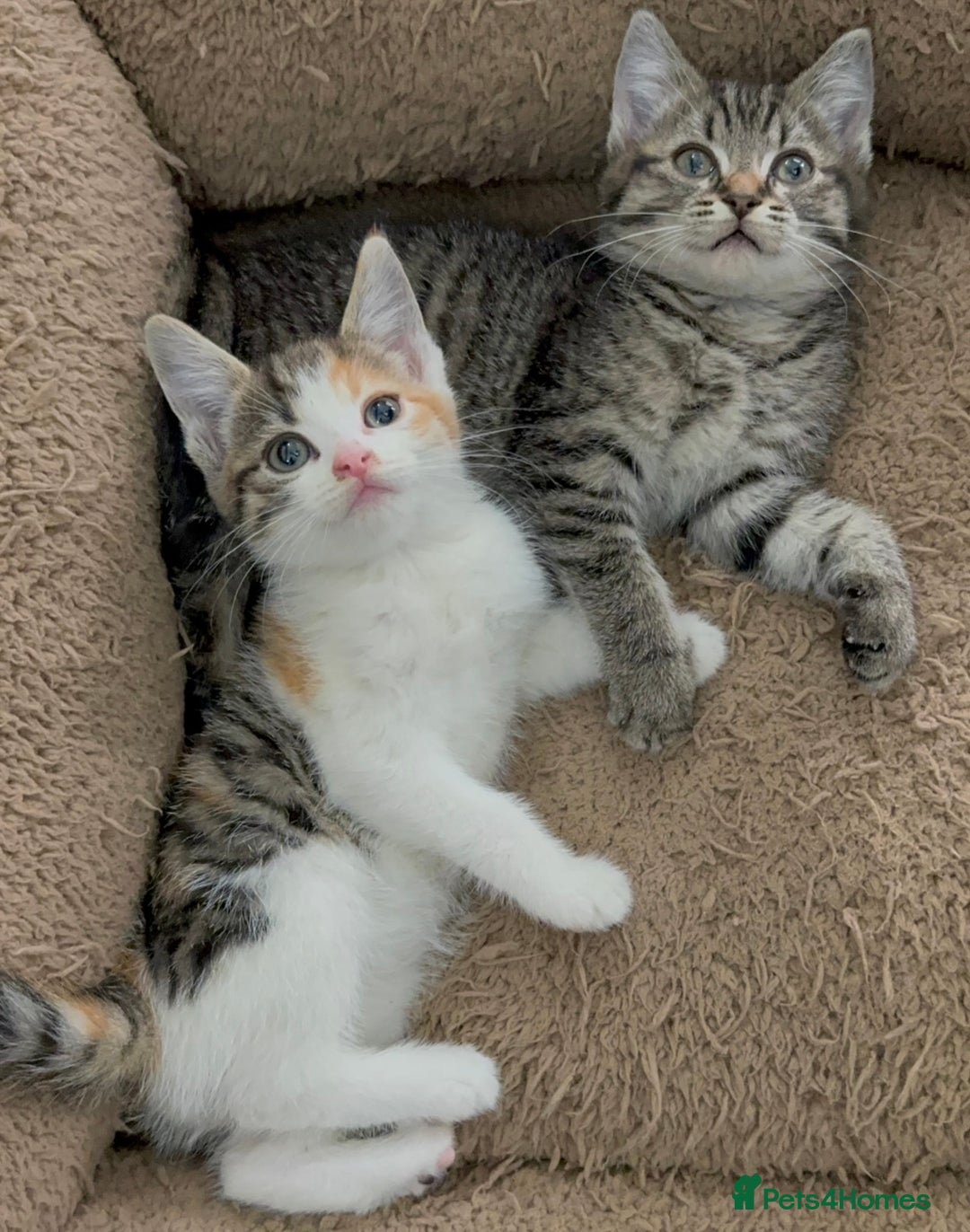 Mixed Breed cats for sale: Beautiful Kittens Ready for a Loving Home 🐾 - Advert 12