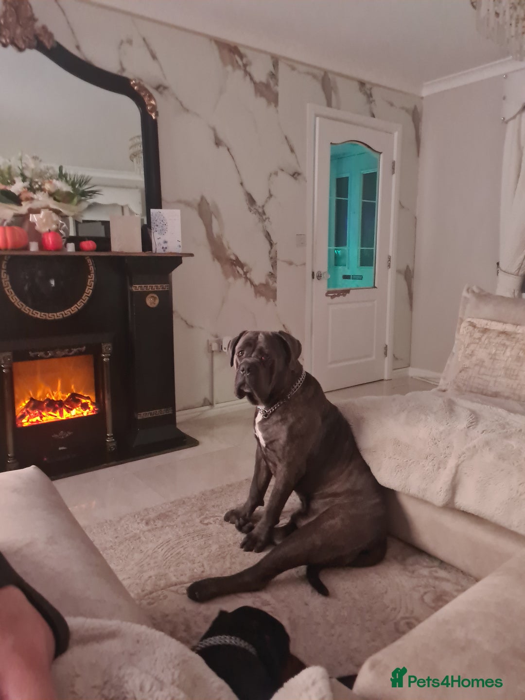 Mixed Breed dogs for sale: cane corso x doberman pups - Image 6