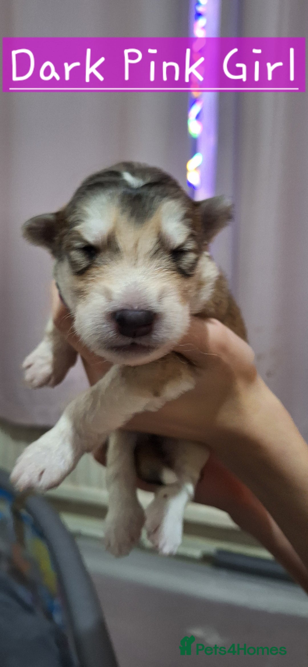 Mixed Breed dogs for sale: 10 Alaskan Shepherd puppies for sale - Advert 8