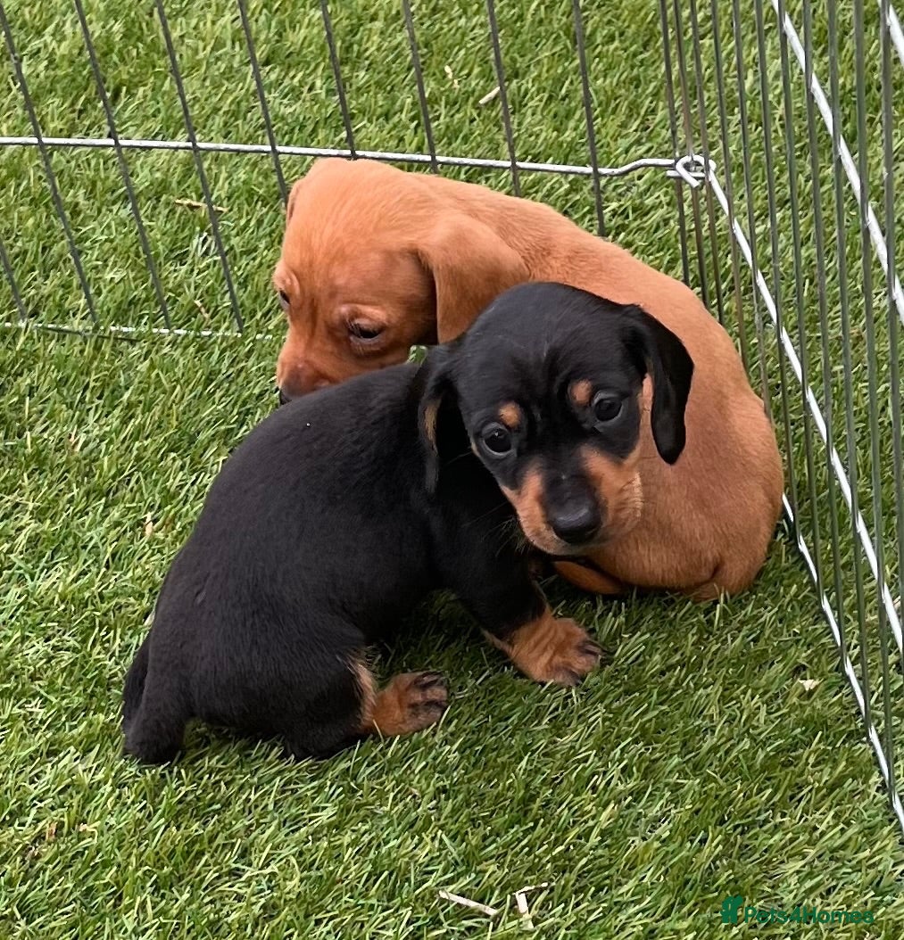 Miniature Dachshund dogs 4 Beautiful Mini Dachshund Puppies.  - Advert 10