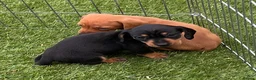 Miniature Dachshund dogs for sale: Beautiful little girl.  - Advert 6