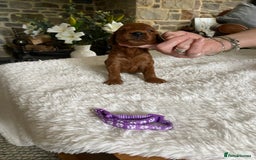 Irish Doodle dogs for sale: Stunning F1 mini Irish  Doodles  - Image 10
