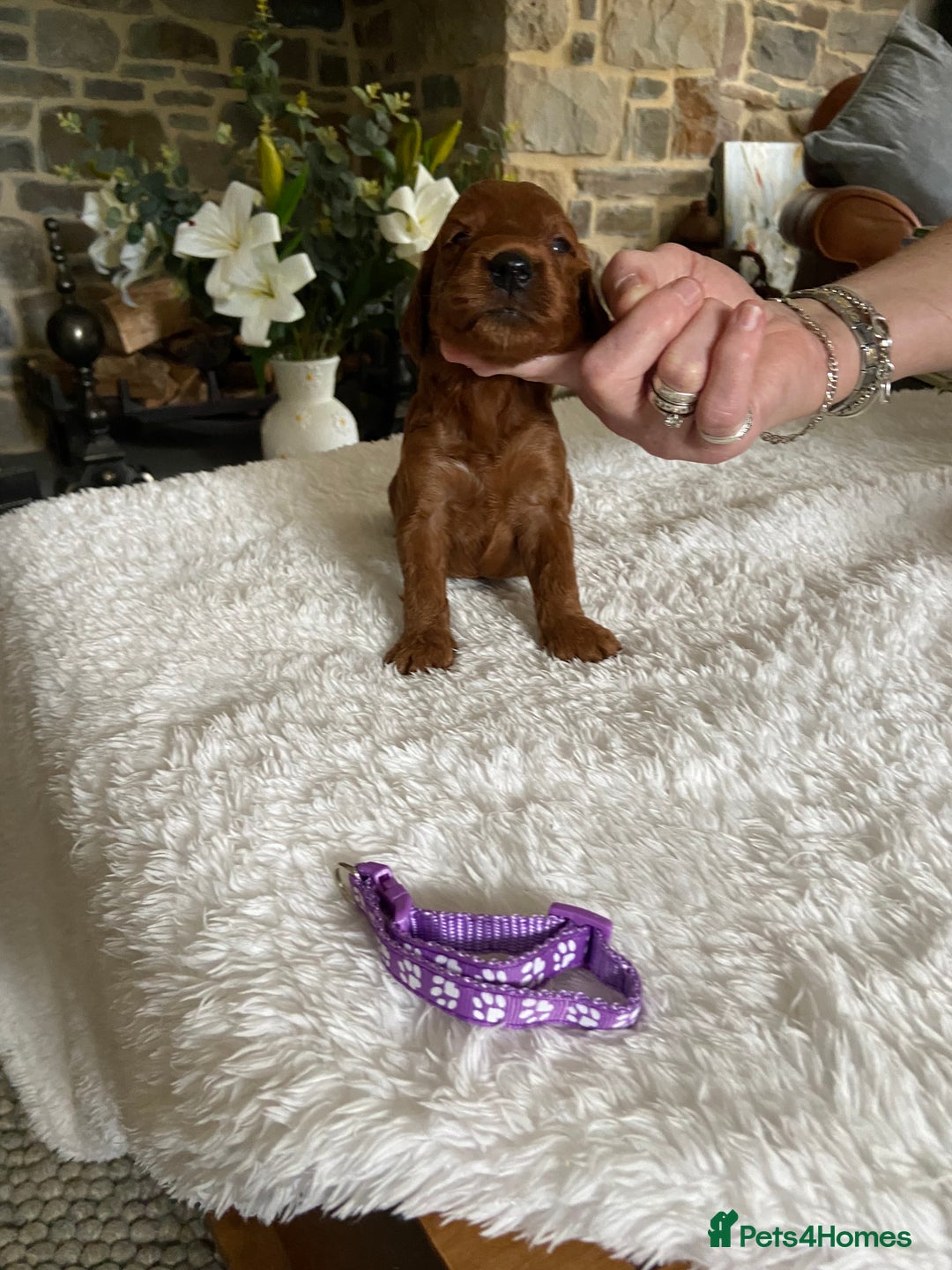 Irish Doodle dogs for sale: Stunning F1 mini Irish  Doodles  - Image 10
