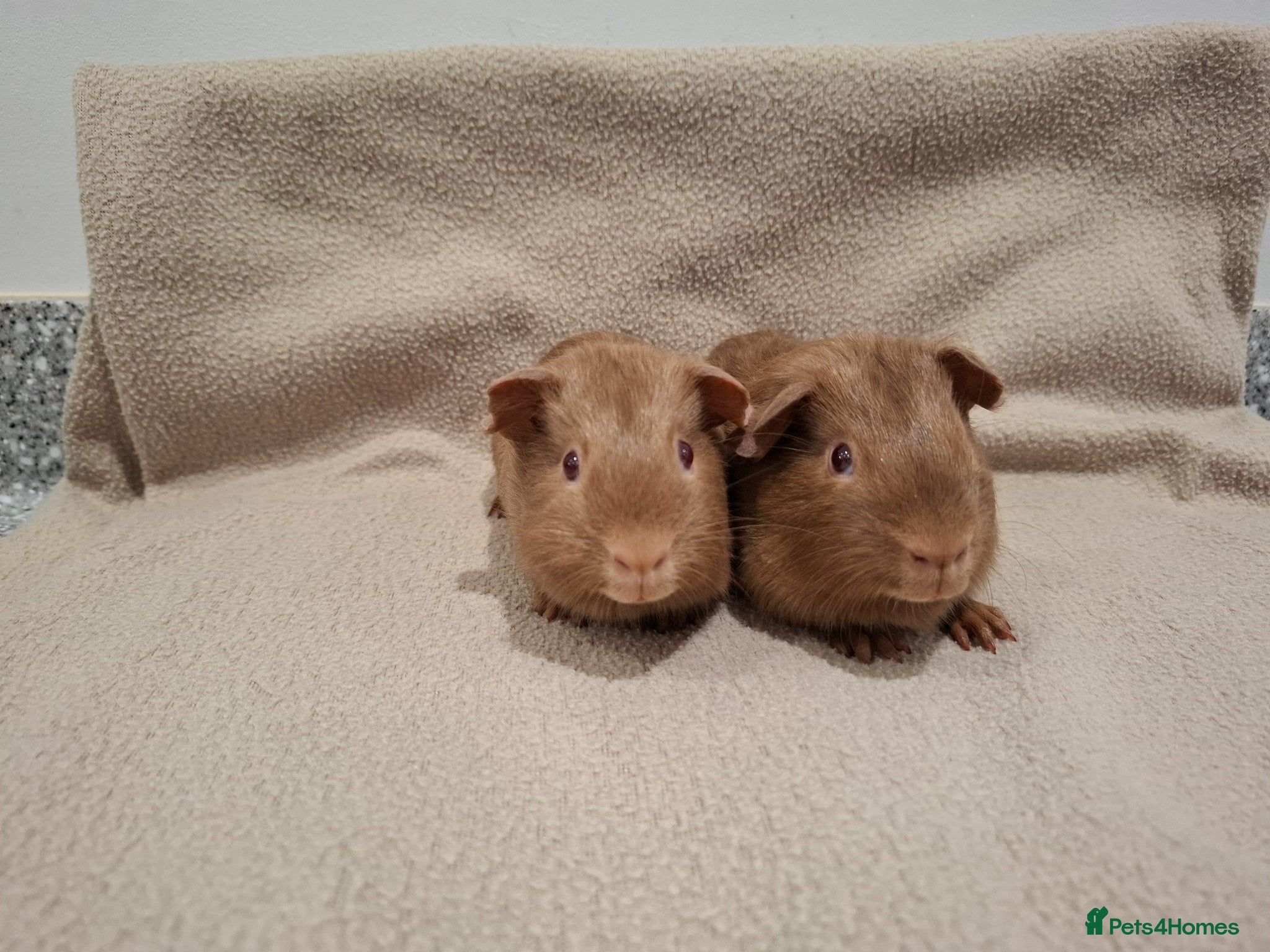Guinea Pig rodents Two Guinea Pig Self Caramel Boars - Advert 3
