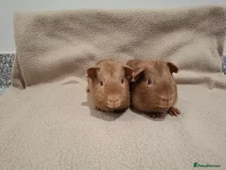 Guinea Pig rodents Two Guinea Pig Self Caramel Boars - Advert 1