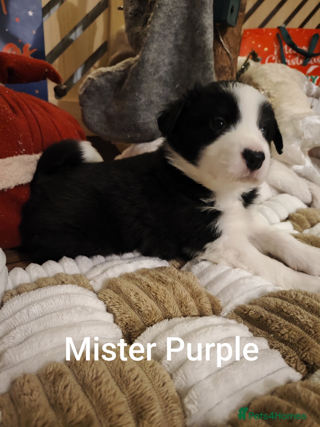 Border Collie dogs for sale: Stunning puppies from international champion line. - Advert 25