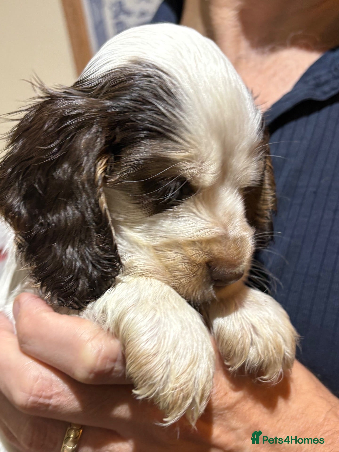 Cocker Spaniel dogs Perfect puppies bred for health & temperament - Advert 2