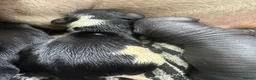 Dachshund dogs for sale: Dachshund cross Chinese crested  - Advert 4