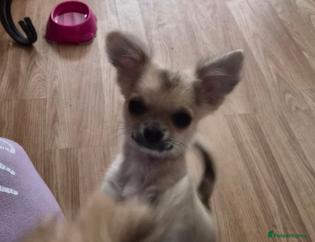Chihuahua dogs for sale: Long haired chihuahua  - Image 8