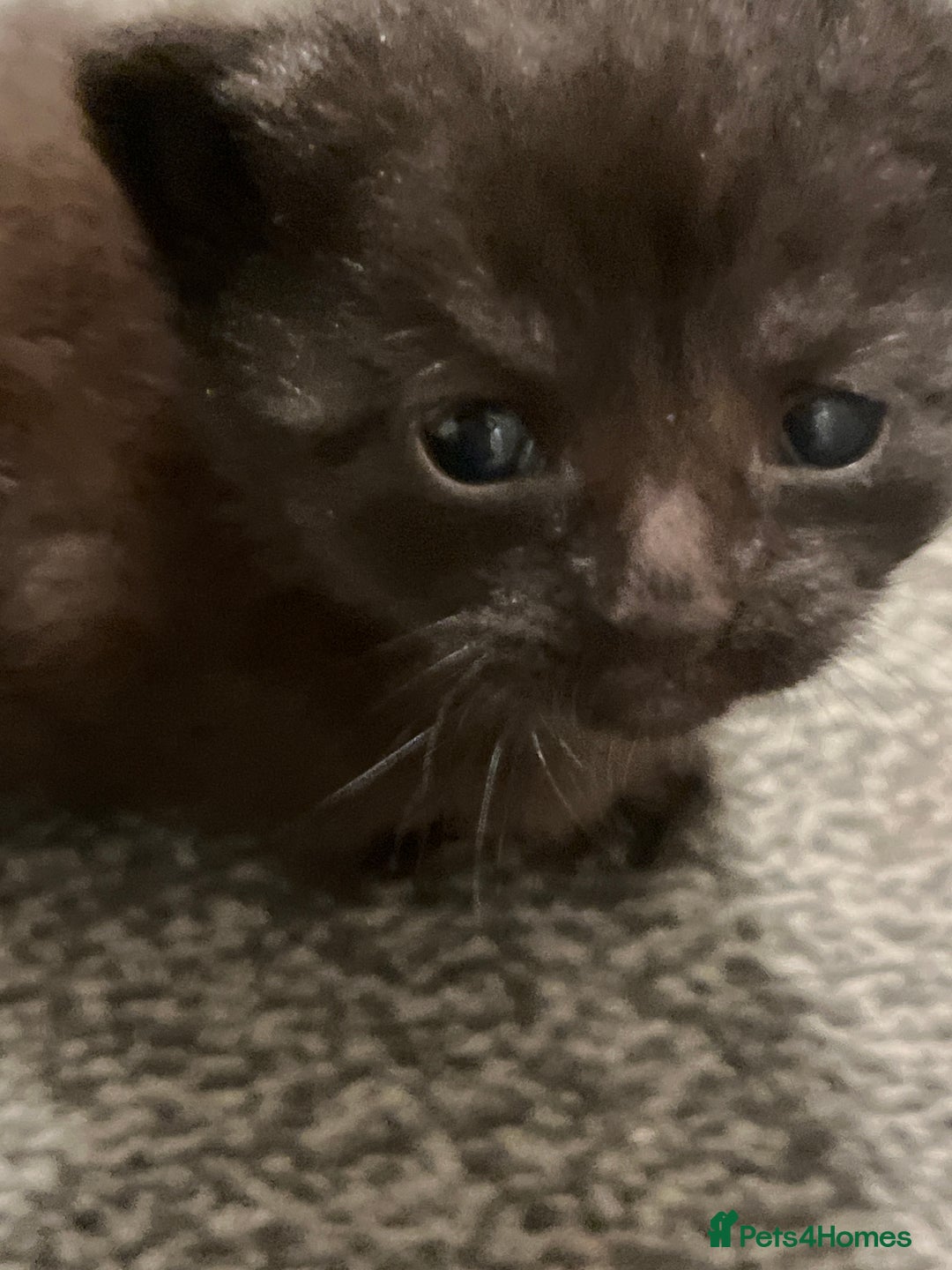 Mixed Breed cats for sale: Available soon  - Advert 5