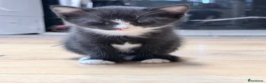 tuxedo