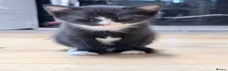 Mixed Breed cats for sale: 3 beautiful female kitten in Fakenham - Advert 4
