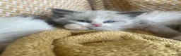 Ragdoll cats for sale: Ragdoll kittens  - Advert 4
