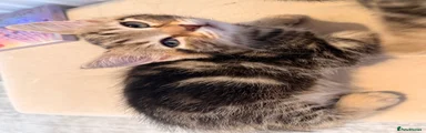 Male kitten (doop) 