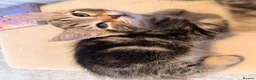 Mixed Breed cats for sale: 2 males left. Can deliver,Ready now.  - Advert 21