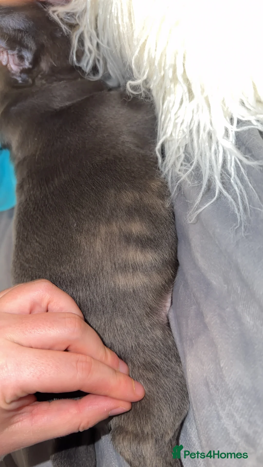 French Bulldog dogs for sale: Gorgeous Lilac, Pink Isabella, & Blue Frenchies - Advert 27