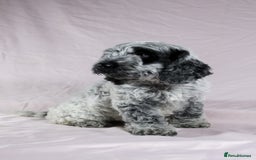 Cockapoo dogs for sale: Ready now beautiful litter F1B cockapoo puppies  in Leicester - Image 2