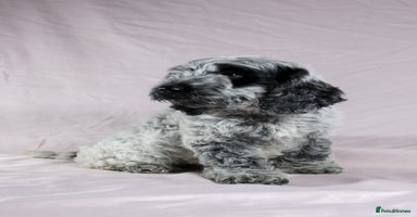 Cockapoo dogs in Leicester - Advert 15