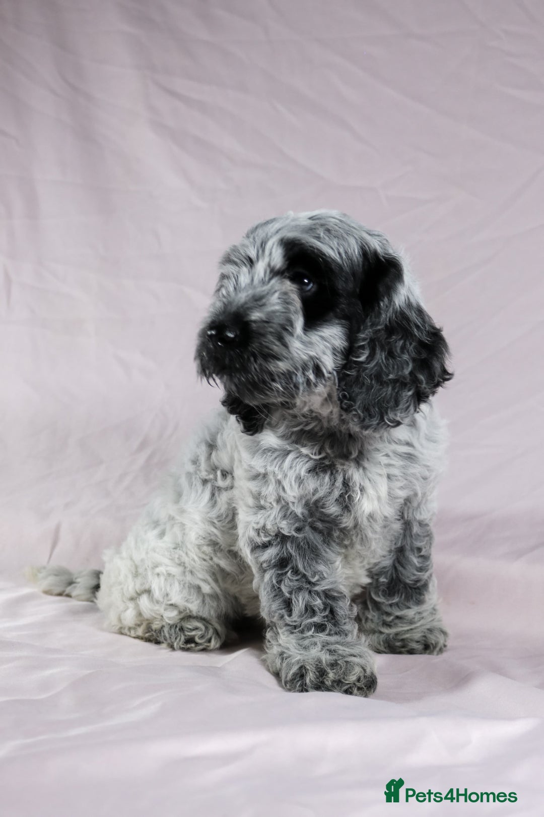 Cockapoo dogs for sale: Ready now beautiful litter F1B cockapoo puppies  in Leicester - Image 2