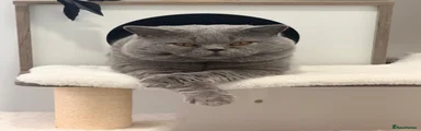 British Shorthair male blue 