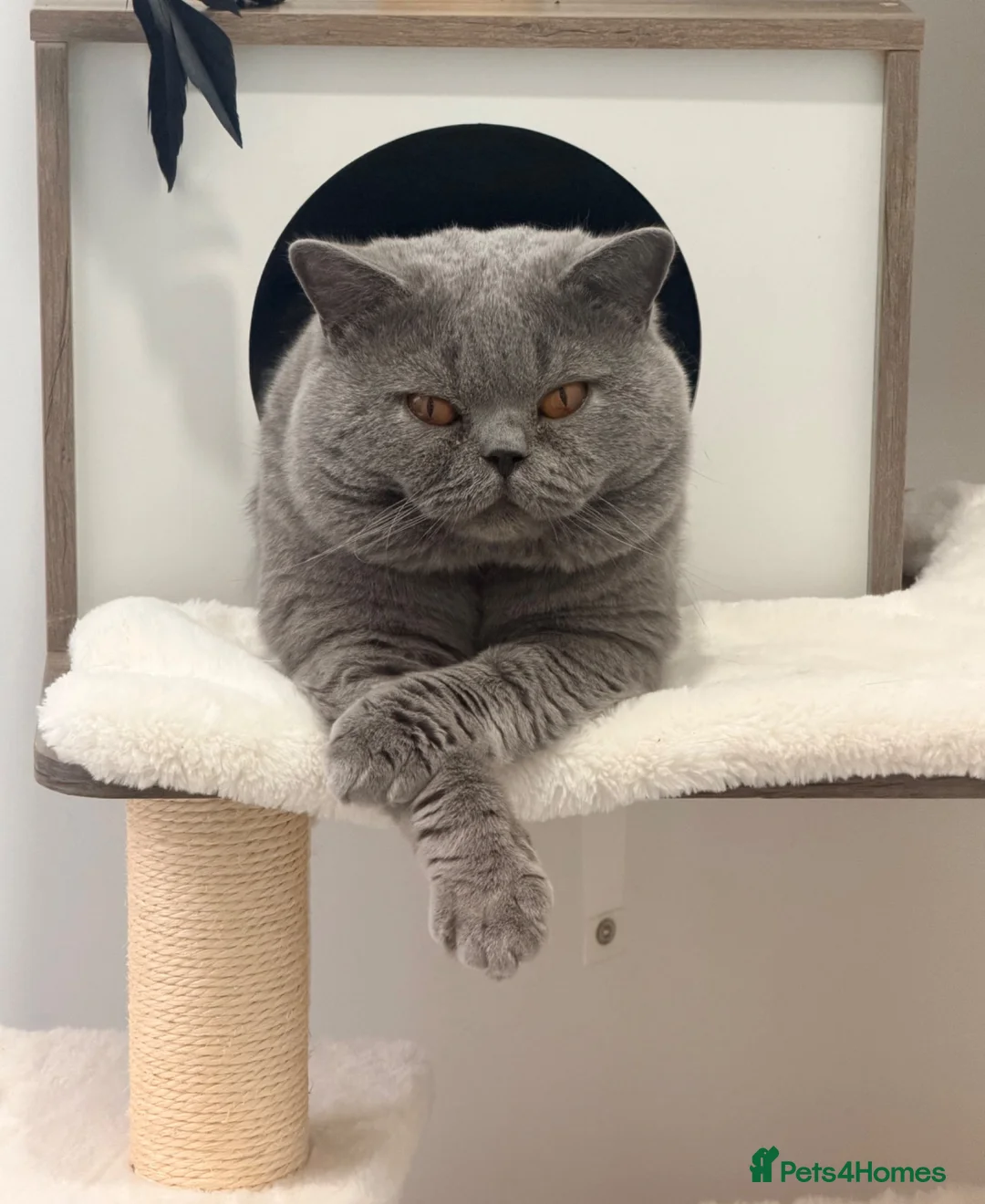 British Shorthair cats for sale: British Shorthair Blue Adult Male - Advert 5