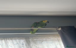 Parrots birds for sale: Blue fronted Amazon  - Image 2