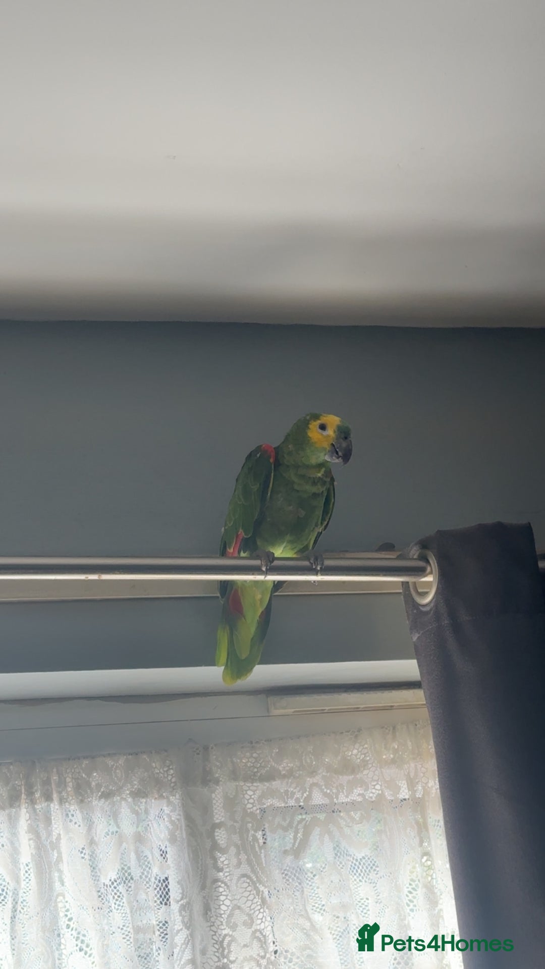 Parrots birds for sale: Blue fronted Amazon  - Image 2