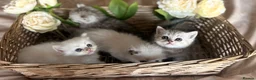 Mixed Breed cats for sale: Persian x bsh kittens  - Advert 5