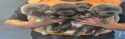 Chow Chow dogs for sale: 6 Stunning rough coat chow pups excellentbloodline - Advert 3