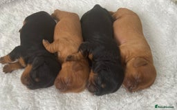 Cavalier King Charles Spaniel dogs for sale: KC, Health Tested Cavalier King Charles Spaniels  - Image 6
