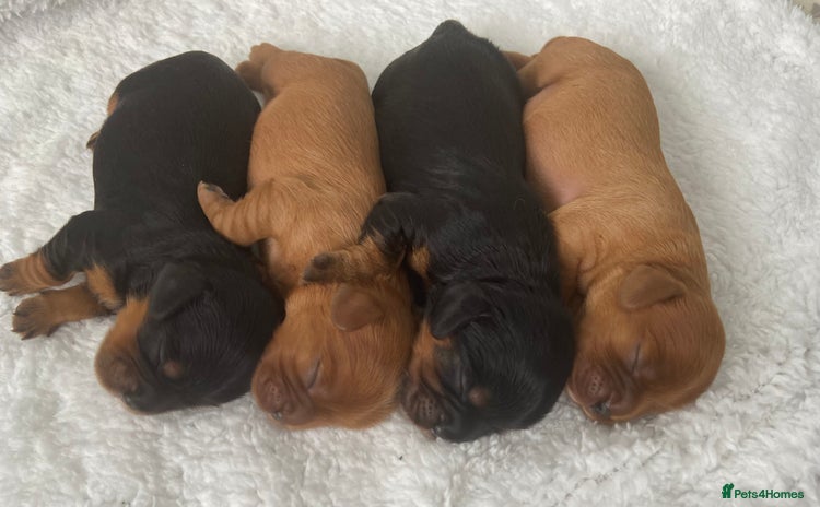 Cavalier King Charles Spaniel dogs - Advert 2