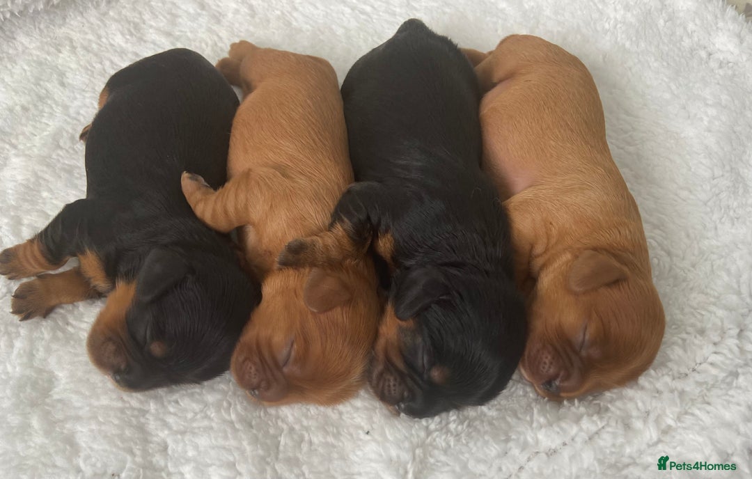 Cavalier King Charles Spaniel dogs for sale: KC, Health Tested Cavalier King Charles Spaniels  - Image 6