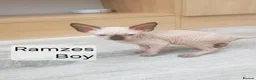 Sphynx cats for sale: Tica quality canadian sphynx kittens - Advert 15