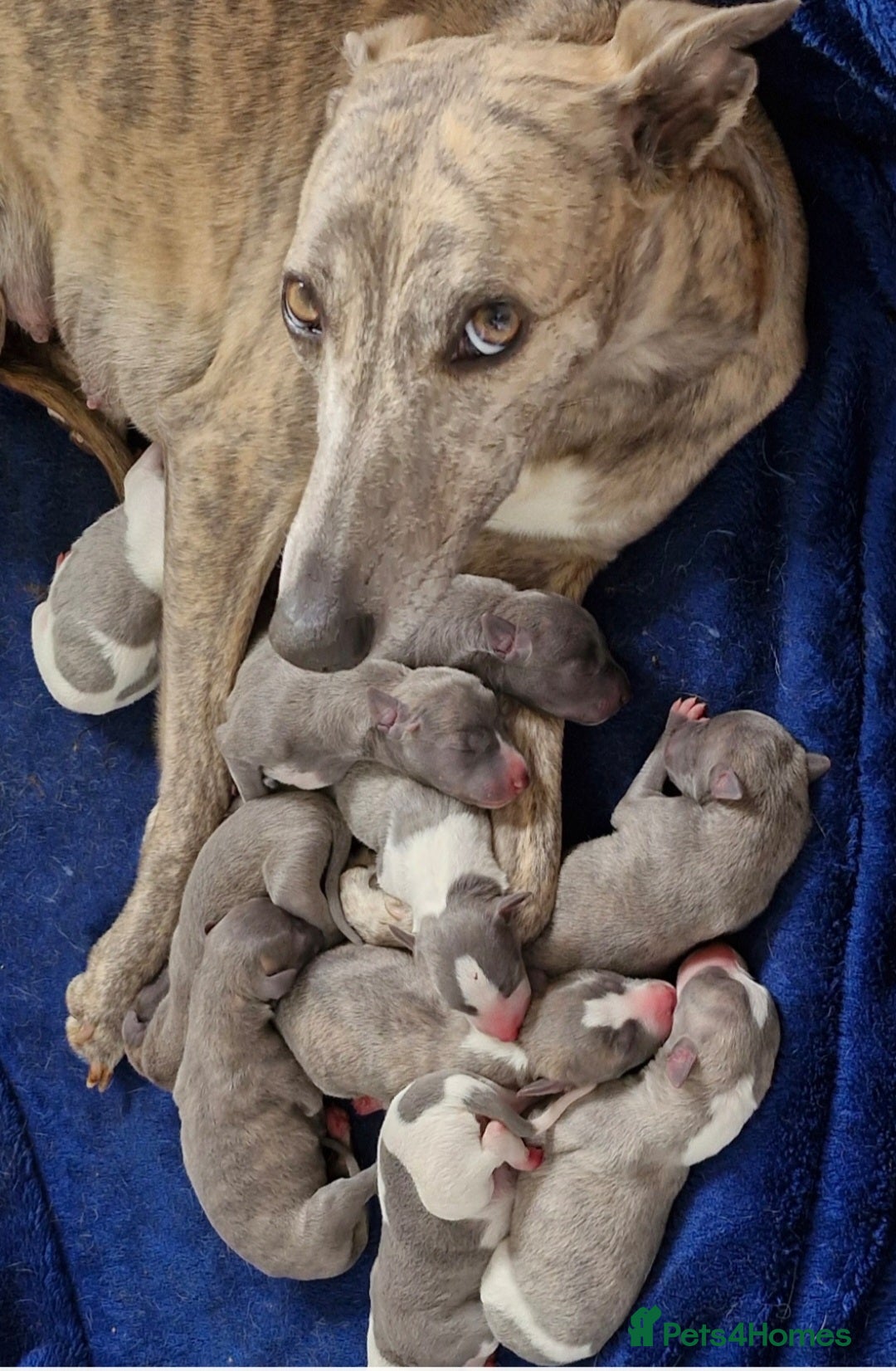 Whippet dogs for sale: Beautiful Pedigree Whippet Puppies. - Image 9