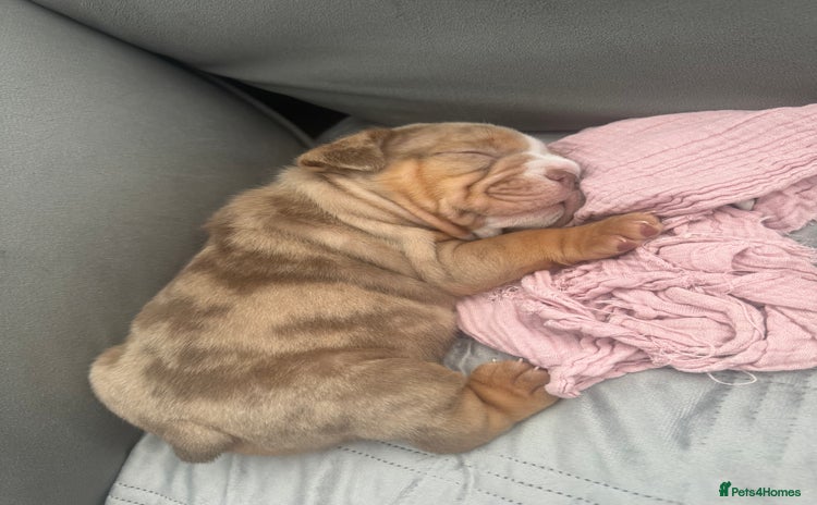 English Bulldog dogs - Advert 4