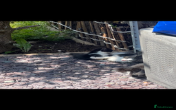 Domestic Shorthair cats for sale:  Domestic shorthair  - Image 14