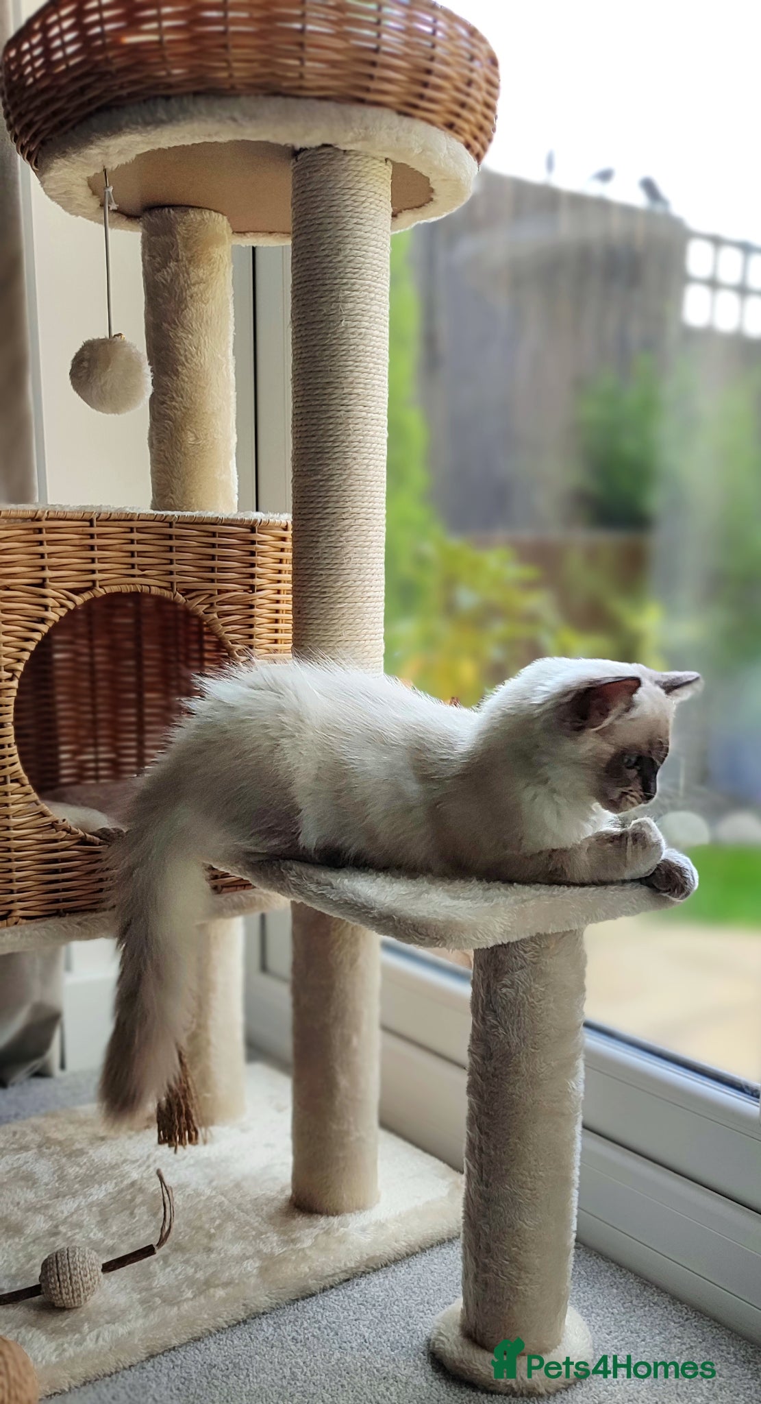 Ragdoll cats for sale: Beautiful Blue Point Ragdoll – 1 Year Old - Advert 4