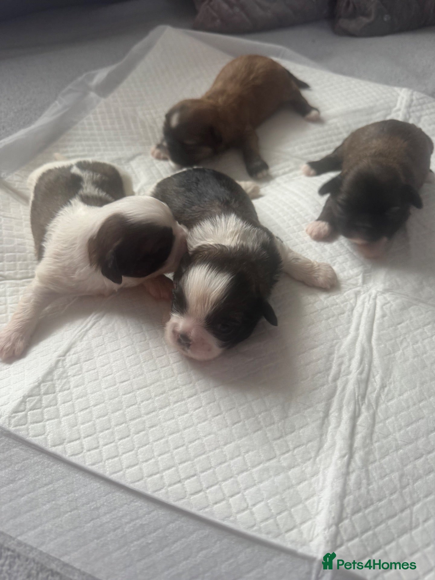 Shih Tzu dogs 9 purebred puppies are looking for new, homes. - Advert 4