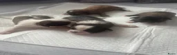 Shih Tzu dogs for sale: 9 purebred puppies are looking for new, homes. - Advert 1