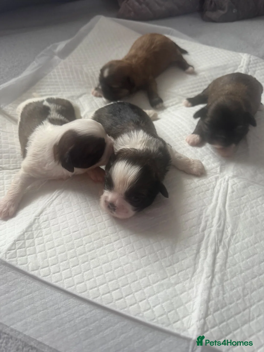 Shih Tzu dogs for sale: 9 purebred puppies are looking for new, homes. - Advert 1
