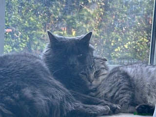 Scottish Fold cats Rare Scottish Fold - Nebelung Kittens in Liverpool - Advert 1