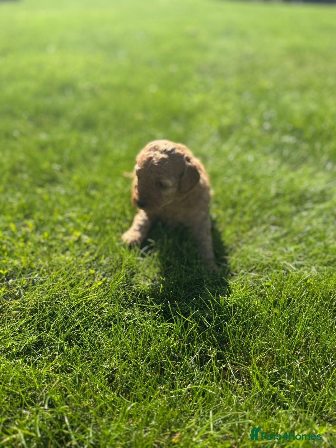 Miniature Poodle dogs for sale: KC registered Miniature Red poodles for Sale - Image 25