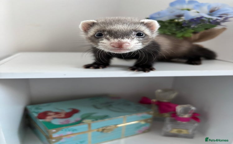 Ferret rodents - Advert 3