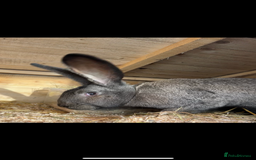 Continental Giant rabbits for sale: Continental Giant (female) - Image 2
