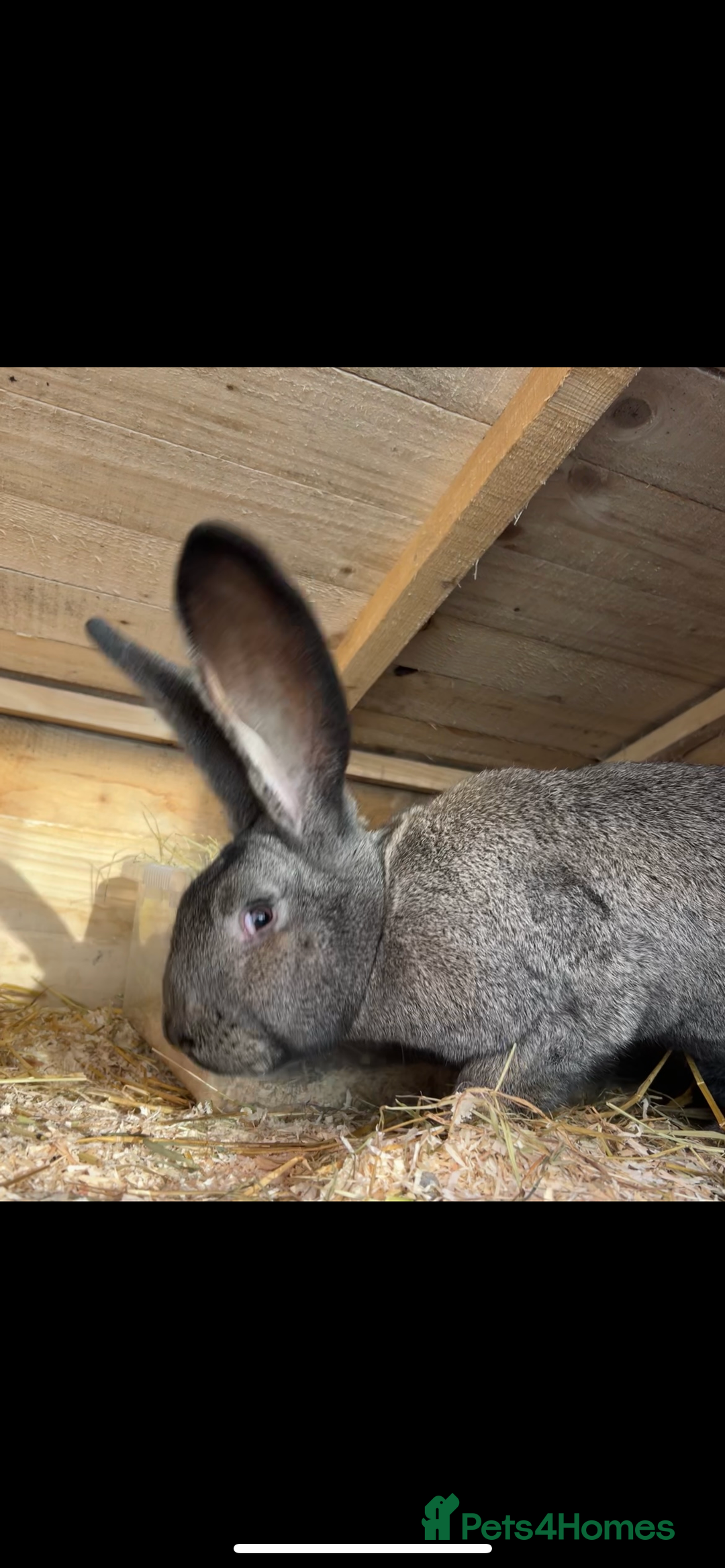 Continental Giant rabbits for sale: Continental Giant (female) - Image 2